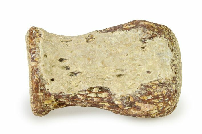 Fossil Plesiosaur Paddle Bone - Texas #322926